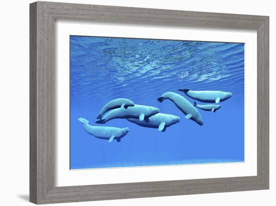 A Pod of Beluga Whales Swim Together Near the Surface-null-Framed Premium Giclee Print