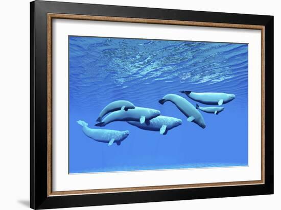 A Pod of Beluga Whales Swim Together Near the Surface-null-Framed Premium Giclee Print