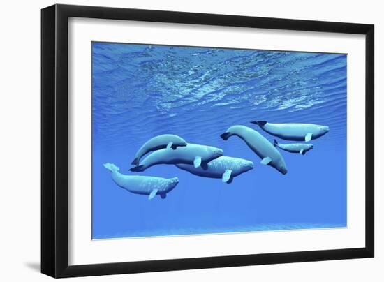 A Pod of Beluga Whales Swim Together Near the Surface-null-Framed Premium Giclee Print