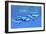 A Pod of Beluga Whales Swim Together Near the Surface-null-Framed Premium Giclee Print