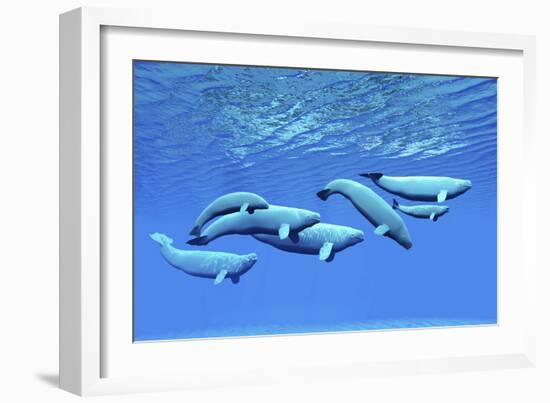 A Pod of Beluga Whales Swim Together Near the Surface-null-Framed Premium Giclee Print