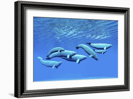 A Pod of Beluga Whales Swim Together Near the Surface-null-Framed Premium Giclee Print