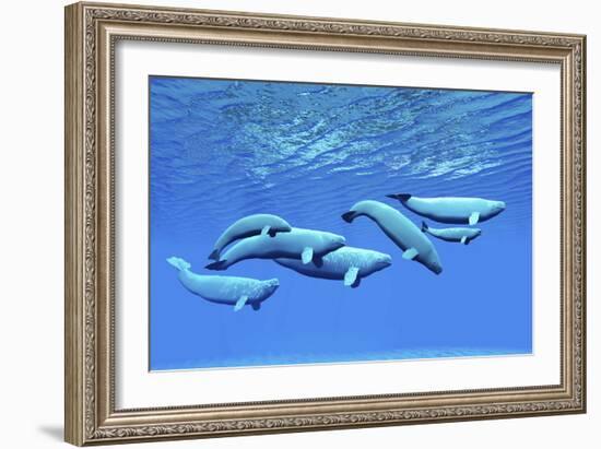 A Pod of Beluga Whales Swim Together Near the Surface-null-Framed Art Print