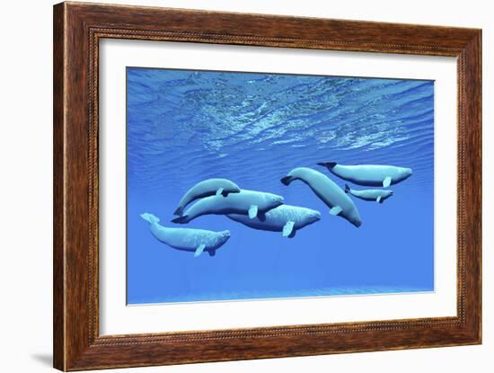 A Pod of Beluga Whales Swim Together Near the Surface-null-Framed Art Print