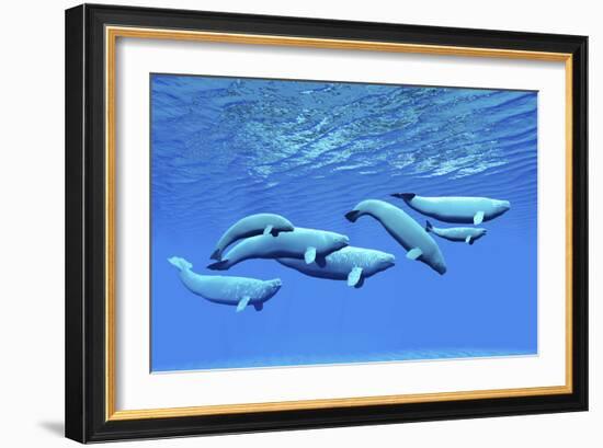 A Pod of Beluga Whales Swim Together Near the Surface-null-Framed Art Print