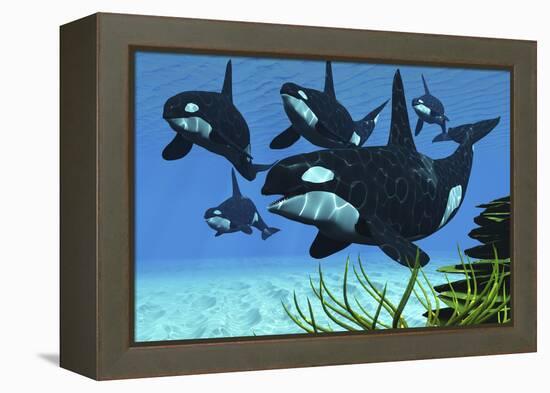 A Pod of Killer Whales Swim Along a Reef Looking for Fish Prey-null-Framed Stretched Canvas