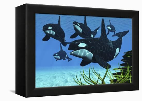 A Pod of Killer Whales Swim Along a Reef Looking for Fish Prey-null-Framed Stretched Canvas