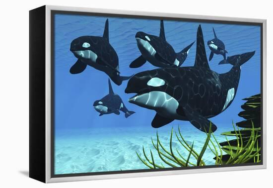 A Pod of Killer Whales Swim Along a Reef Looking for Fish Prey-null-Framed Stretched Canvas