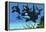 A Pod of Killer Whales Swim Along a Reef Looking for Fish Prey-null-Framed Stretched Canvas