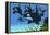 A Pod of Killer Whales Swim Along a Reef Looking for Fish Prey-null-Framed Stretched Canvas