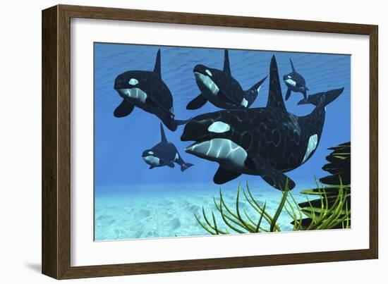 A Pod of Killer Whales Swim Along a Reef Looking for Fish Prey-null-Framed Premium Giclee Print