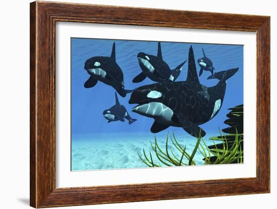 A Pod of Killer Whales Swim Along a Reef Looking for Fish Prey-null-Framed Premium Giclee Print