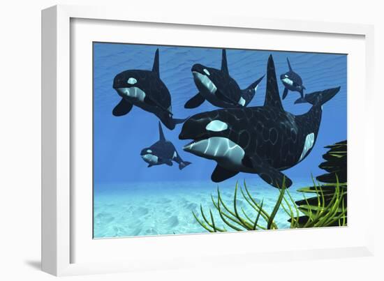 A Pod of Killer Whales Swim Along a Reef Looking for Fish Prey-null-Framed Premium Giclee Print