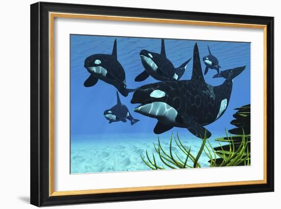 A Pod of Killer Whales Swim Along a Reef Looking for Fish Prey-null-Framed Premium Giclee Print