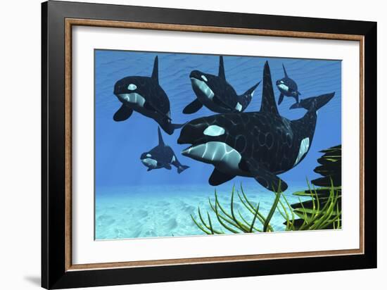 A Pod of Killer Whales Swim Along a Reef Looking for Fish Prey-null-Framed Art Print