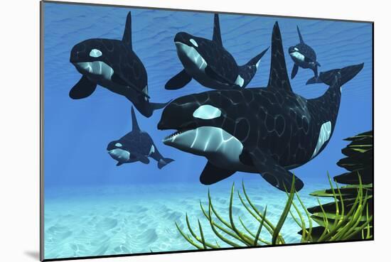 A Pod of Killer Whales Swim Along a Reef Looking for Fish Prey-null-Mounted Art Print