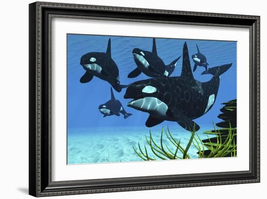 A Pod of Killer Whales Swim Along a Reef Looking for Fish Prey-null-Framed Art Print