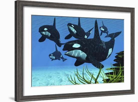 A Pod of Killer Whales Swim Along a Reef Looking for Fish Prey-null-Framed Art Print