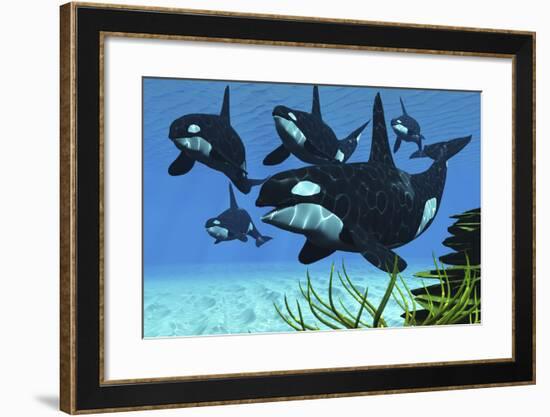 A Pod of Killer Whales Swim Along a Reef Looking for Fish Prey-null-Framed Art Print