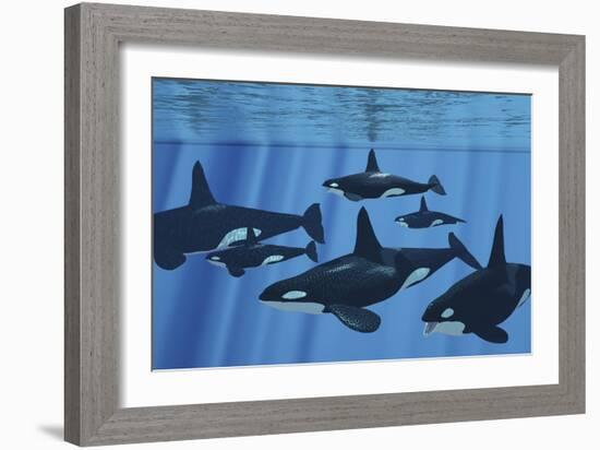 A Pod of Killer Whales Swimming Together-Stocktrek Images-Framed Art Print