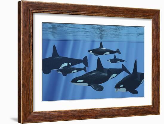 A Pod of Killer Whales Swimming Together-Stocktrek Images-Framed Art Print