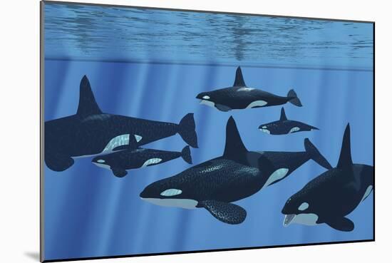 A Pod of Killer Whales Swimming Together-Stocktrek Images-Mounted Art Print