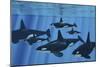 A Pod of Killer Whales Swimming Together-Stocktrek Images-Mounted Art Print