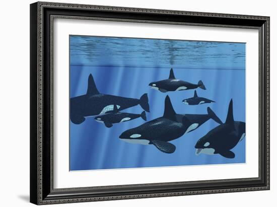 A Pod of Killer Whales Swimming Together-Stocktrek Images-Framed Art Print