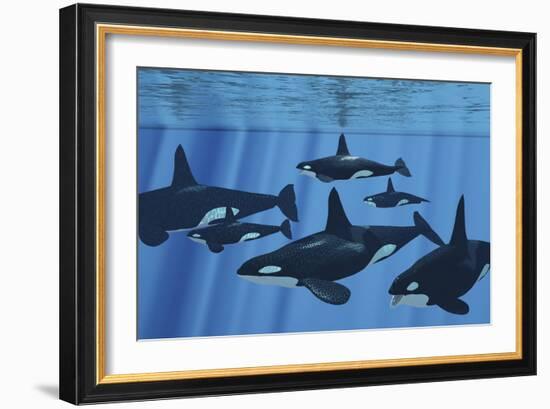 A Pod of Killer Whales Swimming Together-Stocktrek Images-Framed Art Print