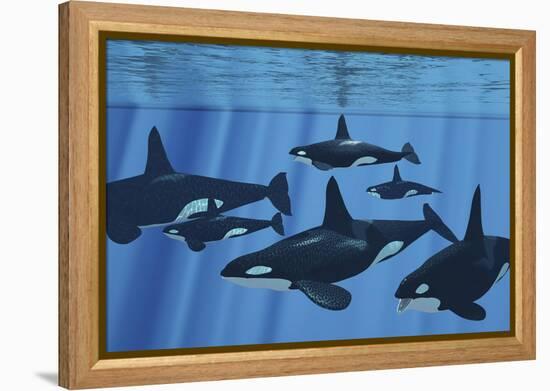 A Pod of Killer Whales Swimming Together-Stocktrek Images-Framed Stretched Canvas