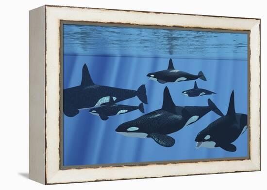 A Pod of Killer Whales Swimming Together-Stocktrek Images-Framed Stretched Canvas