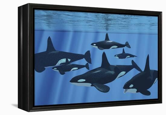 A Pod of Killer Whales Swimming Together-Stocktrek Images-Framed Stretched Canvas