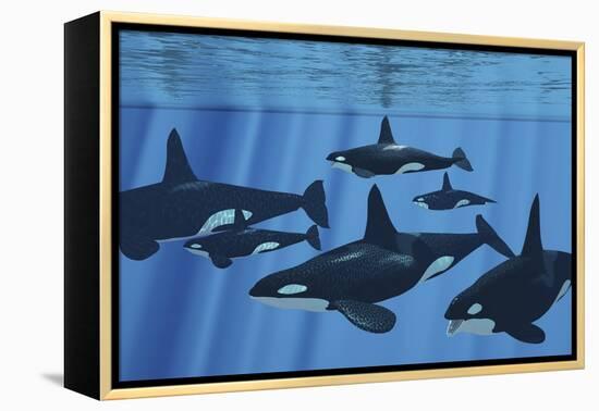 A Pod of Killer Whales Swimming Together-Stocktrek Images-Framed Stretched Canvas