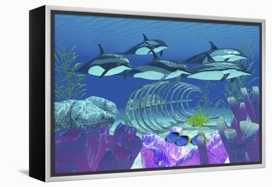 A Pod of Striped Dolphins Swim over an Old Boat Wreck-null-Framed Stretched Canvas