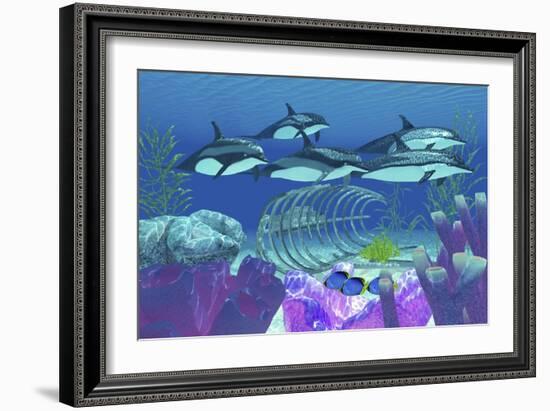 A Pod of Striped Dolphins Swim over an Old Boat Wreck-null-Framed Premium Giclee Print