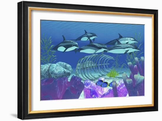 A Pod of Striped Dolphins Swim over an Old Boat Wreck-null-Framed Premium Giclee Print