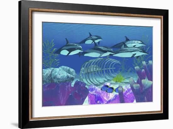 A Pod of Striped Dolphins Swim over an Old Boat Wreck-null-Framed Art Print