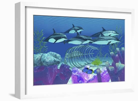 A Pod of Striped Dolphins Swim over an Old Boat Wreck-null-Framed Art Print