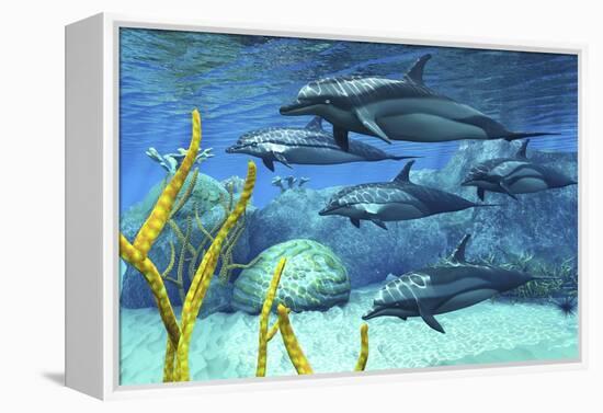 A Pod of Striped Dolphins Swimming Along a Reef-null-Framed Stretched Canvas