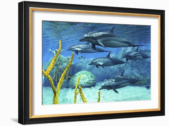 A Pod of Striped Dolphins Swimming Along a Reef-null-Framed Premium Giclee Print