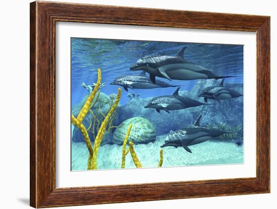 A Pod of Striped Dolphins Swimming Along a Reef-null-Framed Art Print