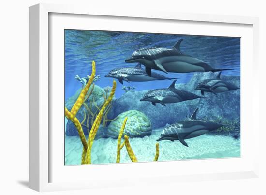 A Pod of Striped Dolphins Swimming Along a Reef-null-Framed Art Print