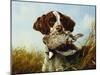 A Pointer with a Quail Amongst Clover-Arthur Fitzwilliam Tait-Mounted Giclee Print