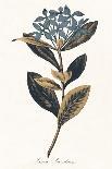 Ixora Banduca - Golden-A^ Poiteau-Giclee Print