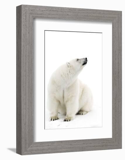 A Polar Bear in the White of the Frozen Arctic Ocean, Svalbard, Norway-ClickAlps-Framed Photographic Print