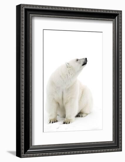 A Polar Bear in the White of the Frozen Arctic Ocean, Svalbard, Norway-ClickAlps-Framed Photographic Print