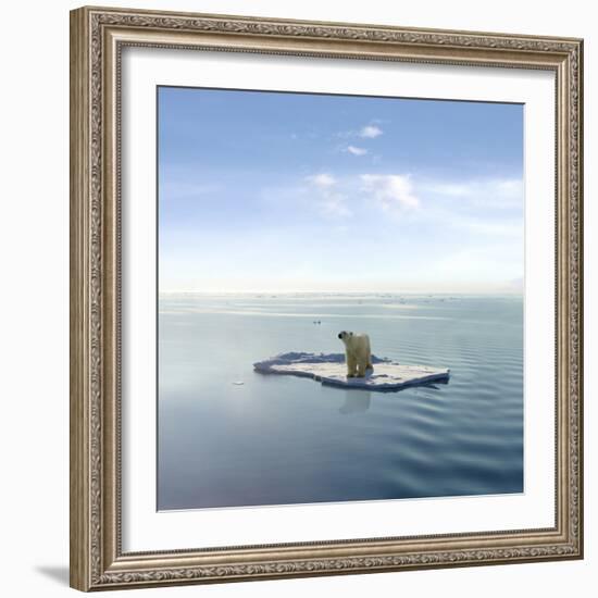 A Polar Bear Managed to Get on One of the Last Ice Floes Floating in the Arctic Sea.-Jan Martin Will-Framed Photographic Print