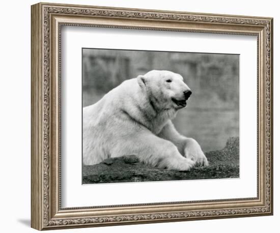 A Polar Bear Resting on a Rocky Ledge at London Zoo in 1931 (B/W Photo)-Frederick William Bond-Framed Giclee Print