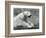 A Polar Bear Resting on a Rocky Ledge at London Zoo in 1931 (B/W Photo)-Frederick William Bond-Framed Giclee Print