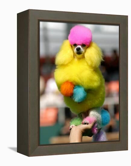 A Poodle Named Peter is Posed on its Owner's Hand During Competition at the World Dog Exhibition-null-Framed Premier Image Canvas